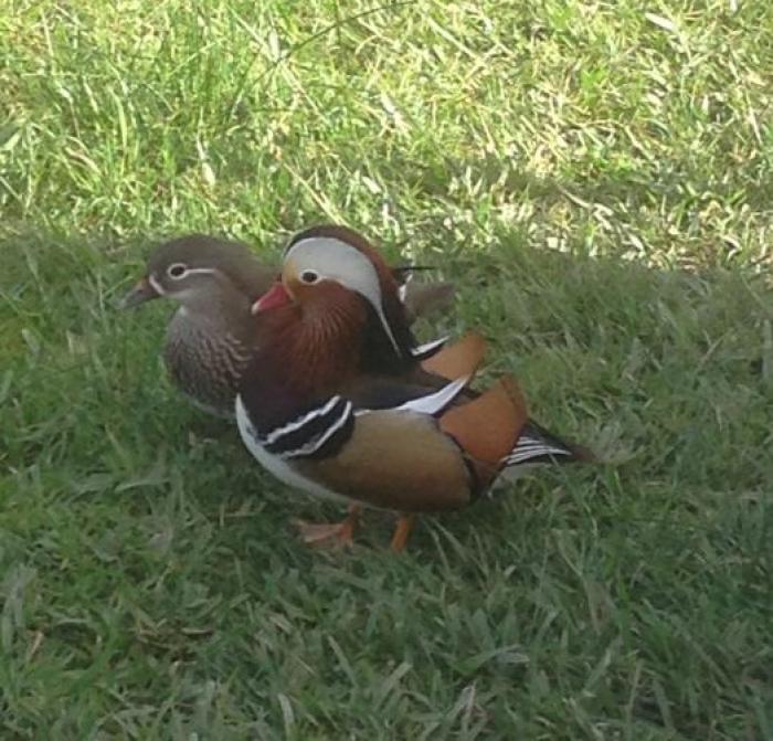 Pair of Mandarin Duck(young Adult)