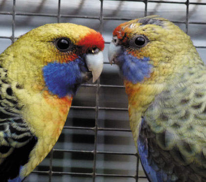 sex differences between male and female yellow rosella