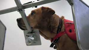 Cancer detection dogs