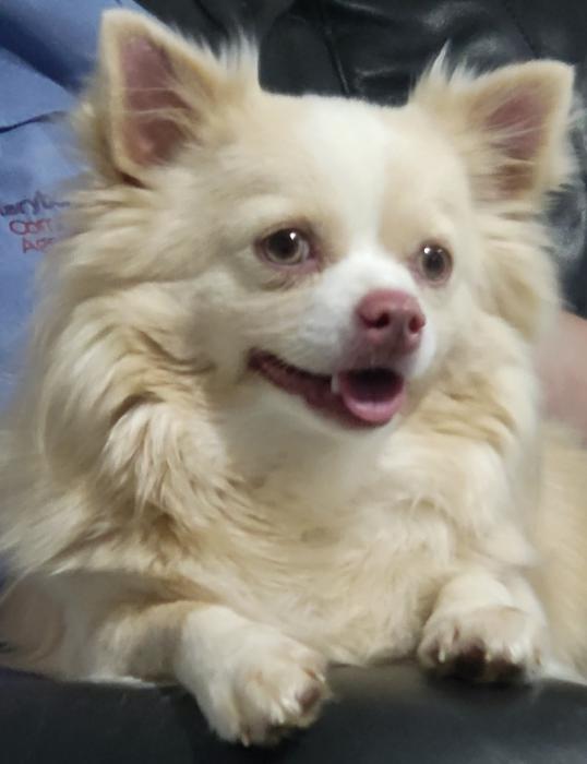 Long haired purebred Chihuahua desexed male $500