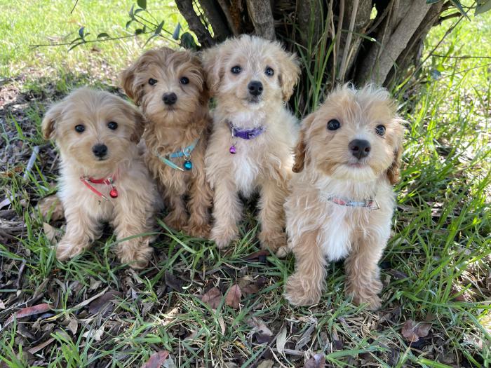 Maltese cross toy poodle girl and boys 