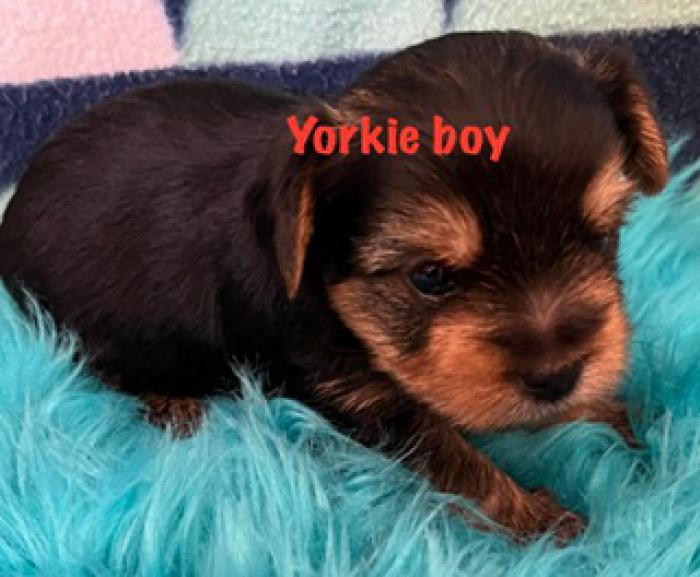 Tiny Yorkie females and male 