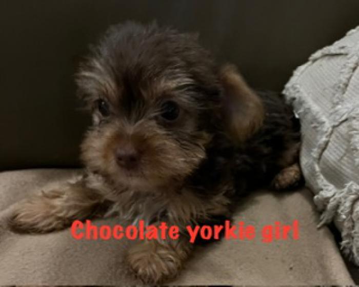 Exotic yorkie choc male and fem puppies 