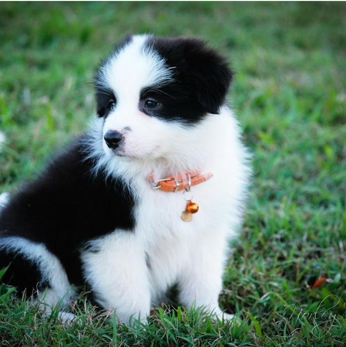 Border Collie Puppies $1000