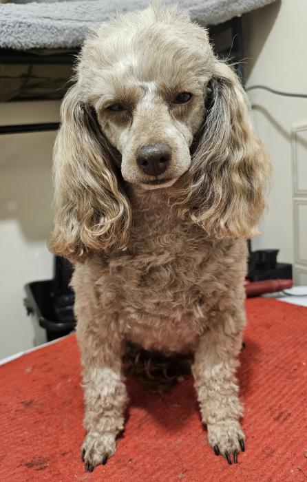 Female Adult Toy Poodle 