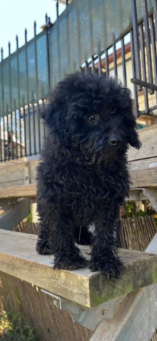 Male toy poodle - black