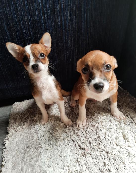 Chihuahua x mini foxy pups $980