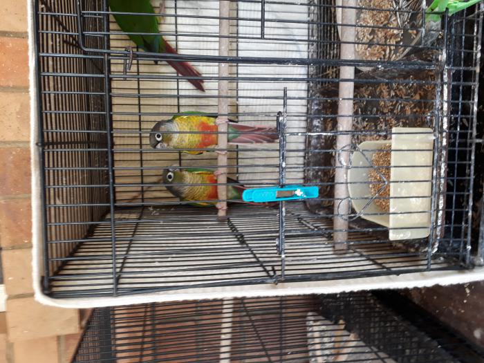 Yellow sided Green Cheek Conures. $50