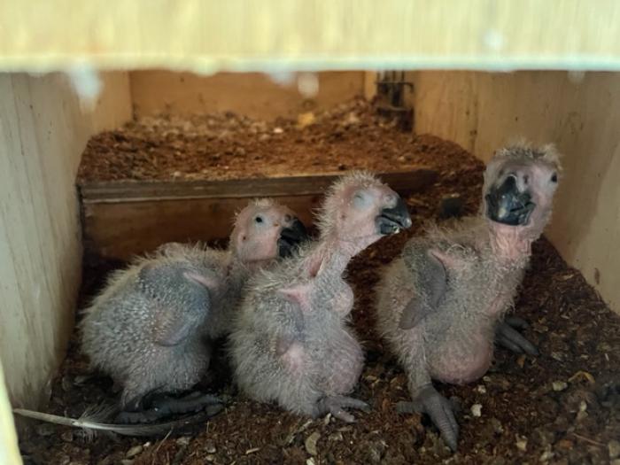 African Greys and blue and gold macaws ecky babys for sale 