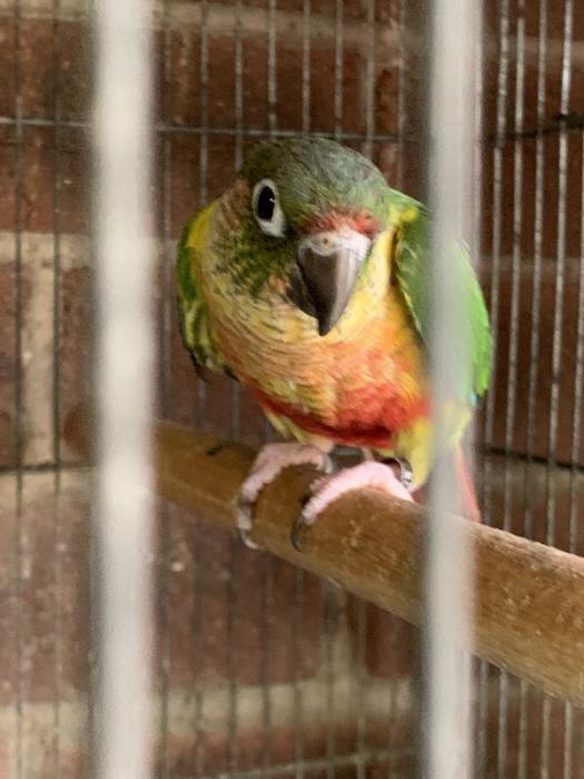 Yellowsided & Maroon Belly Conures