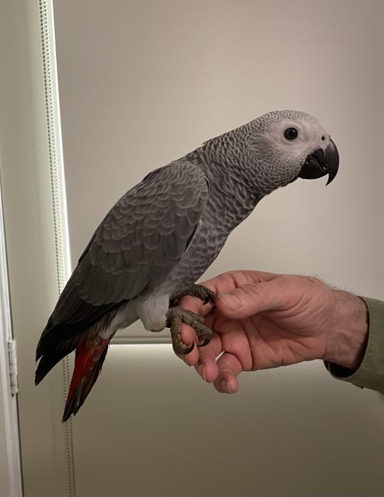 African Grey young hen