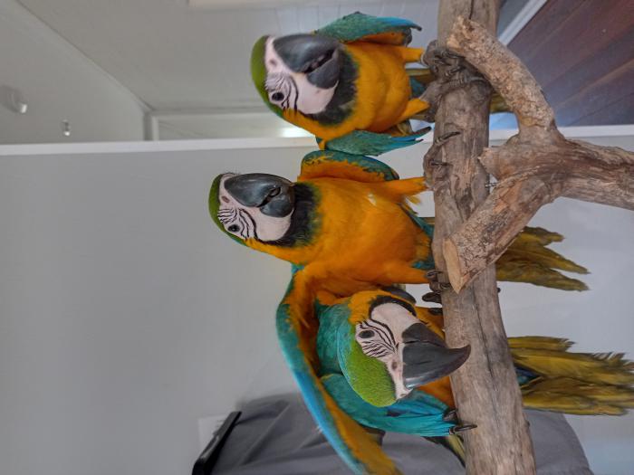 Hand Raised Baby Macaws For Sale