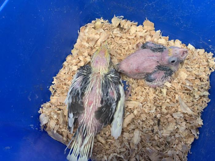 Baby Cockatiels For Hand Raising (2) $220 For Both
