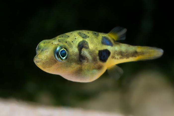 Freshwater Pea Pufferfish 