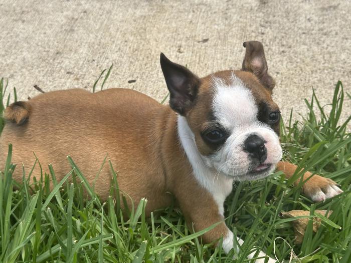 Boston terrier pup - one male still available $1800