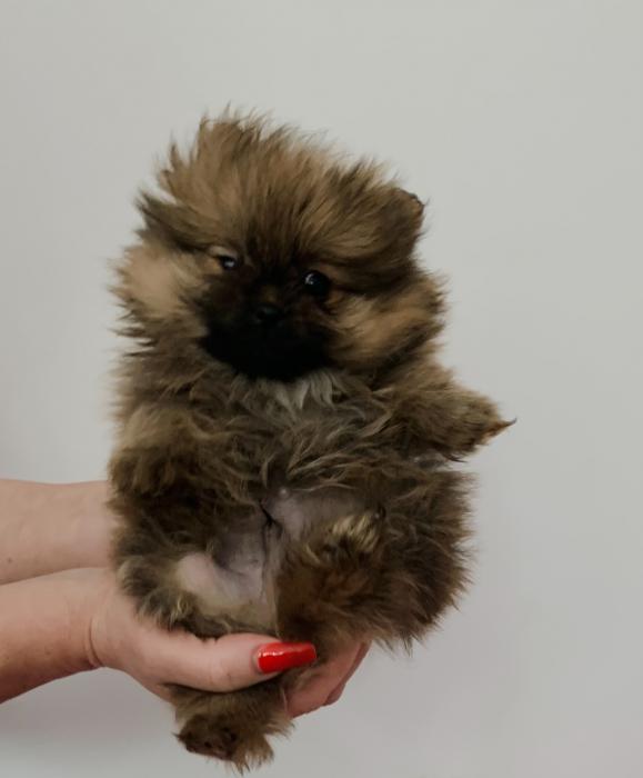 Very small short nose, pure breed, Pomeranian puppies