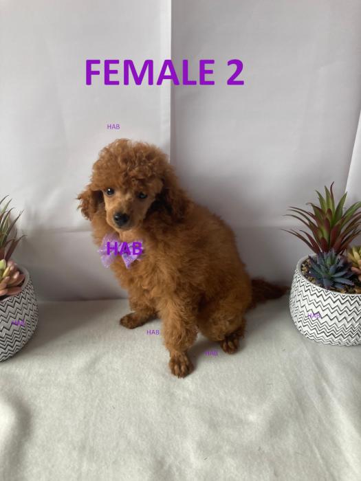 ANKC Pedigree Toy Poodles DNA clear parents