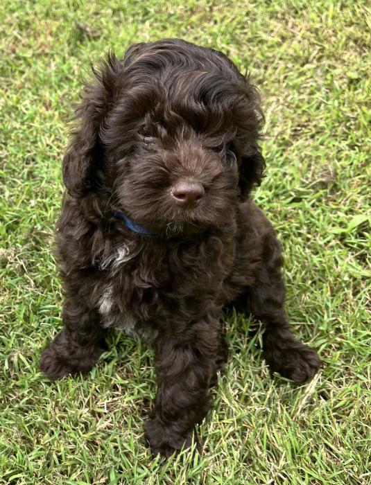 Cavoodles pups ready to go