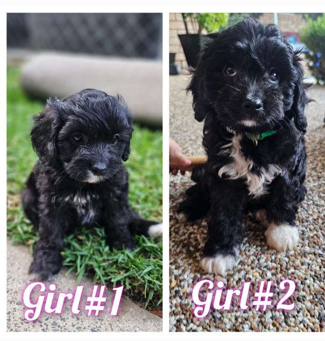 Toy Cavoodle  girls- $1400