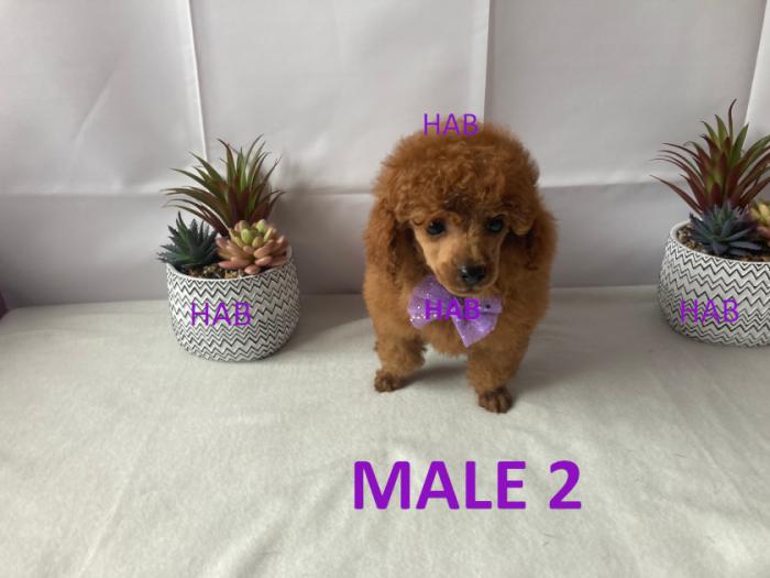 ANKC Pedigree Toy Poodle puppies Parents  DNA clear 