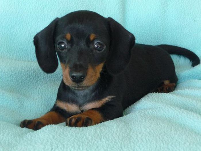 Miniature male dachshund