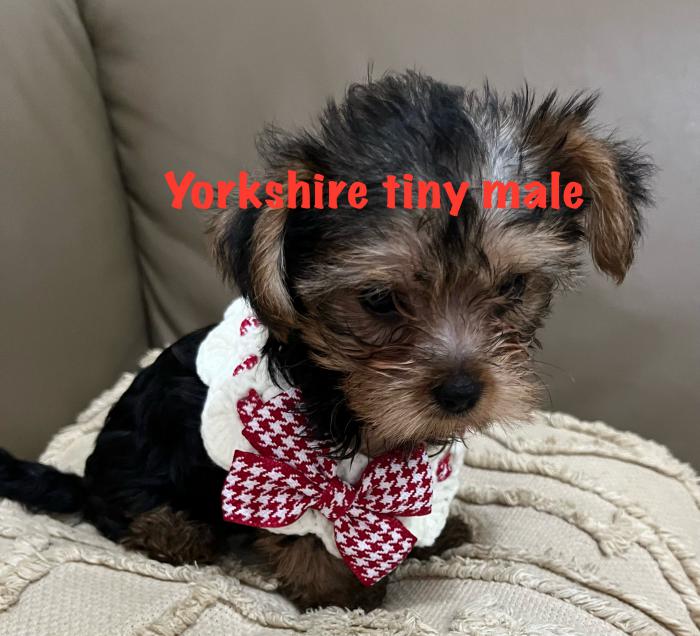 Yorkshire tiny male puppy 