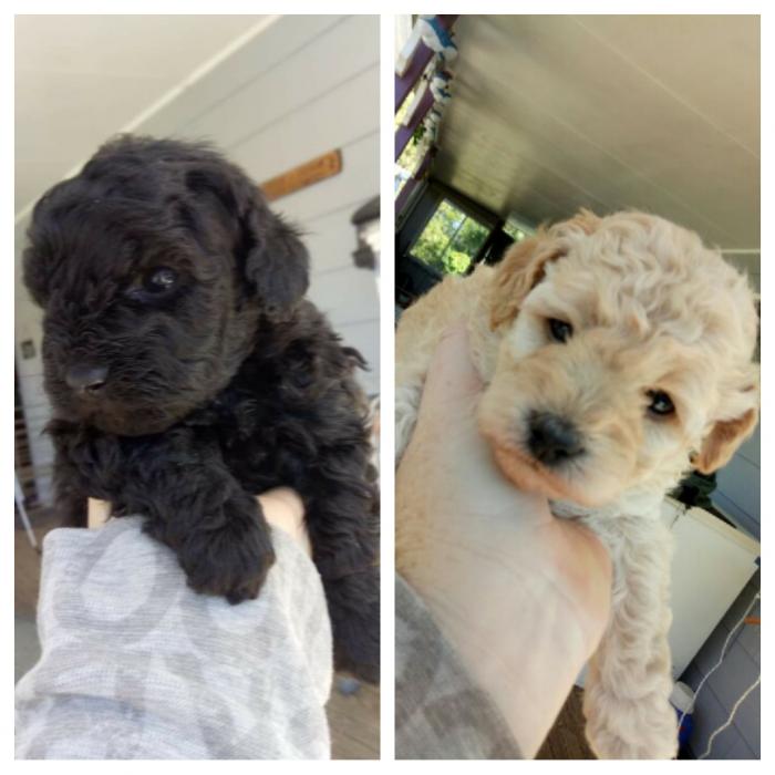 toy poodle female pups
