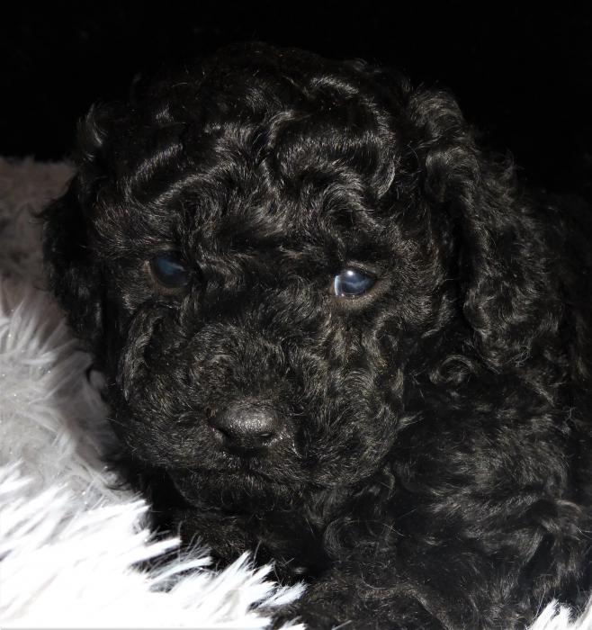 Male shoodle x toy poodle toilet trained $2500