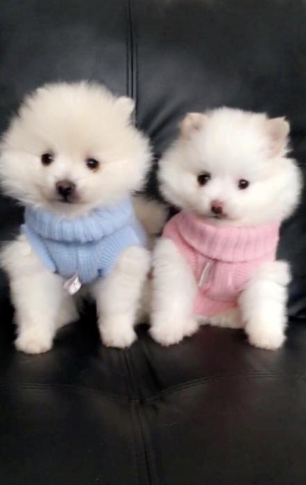 STUNNING Purebred TOY Pomeranian Puppies - DEPOSITS NOW