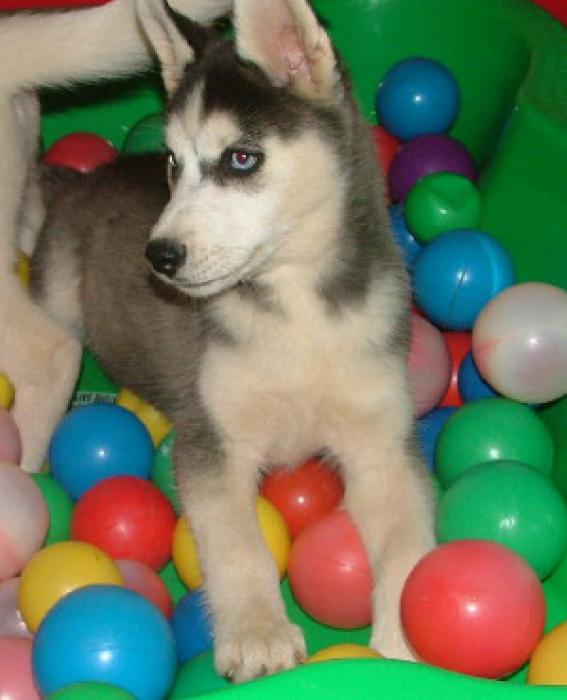 Expecting Siberian Husky Puppies next week, ped.reg.vacc.