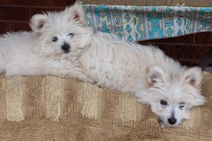 2 x Female pomatese puppies 12 months old pomeranian x Malte