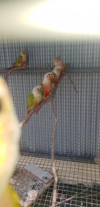 Green Cheek Conures in 2 bay suspended Aviary