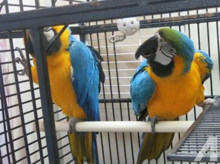 Blue and gold macaws handraised 