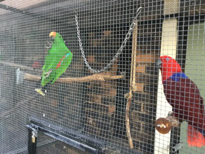 Eclectus Parrots 