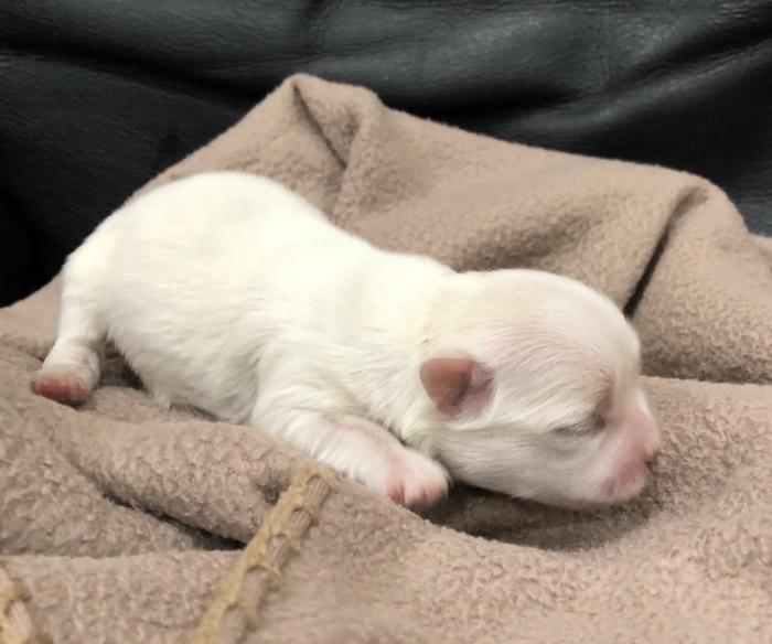 Tiny Maltese purebred male puppy 