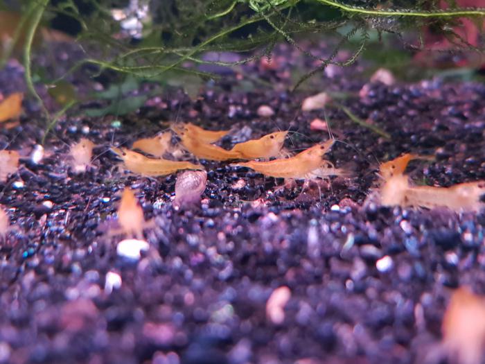 Yellow Cherry Shrimp Special 10 for $60!