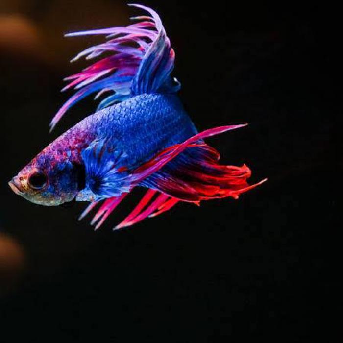 Fighting Fish Special now $5!