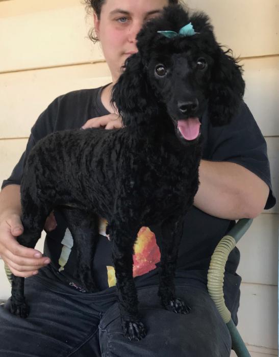 Expressions of interest for purebred Miniature Poodle pups