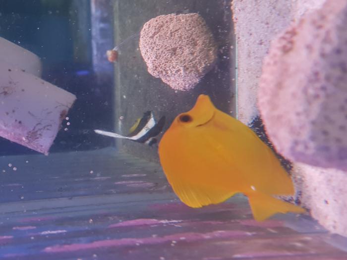 Yellow Tang Available!