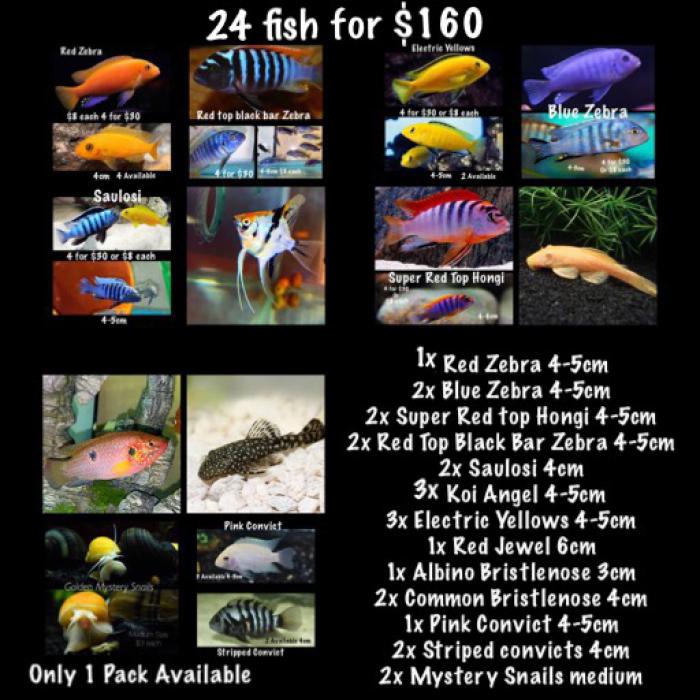 Current Special  24 fish for $160 Only 1 Pack Available 