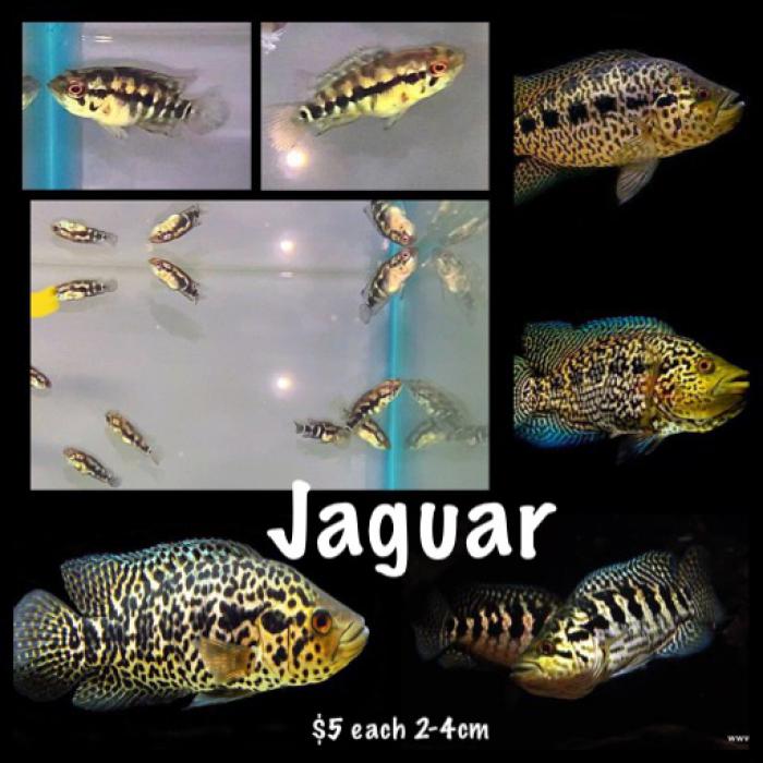 Jaguar Babies 2-3cm Synspilum Cichlids 2-3cm $5 each 