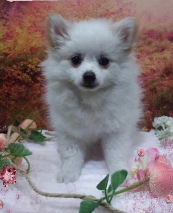 Pomeranian puppies $3500 males & female 4 avail 