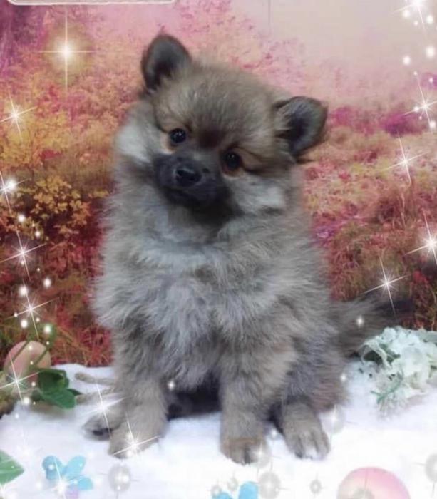 Pomeranian puppies $3500 males & female 4 avail 