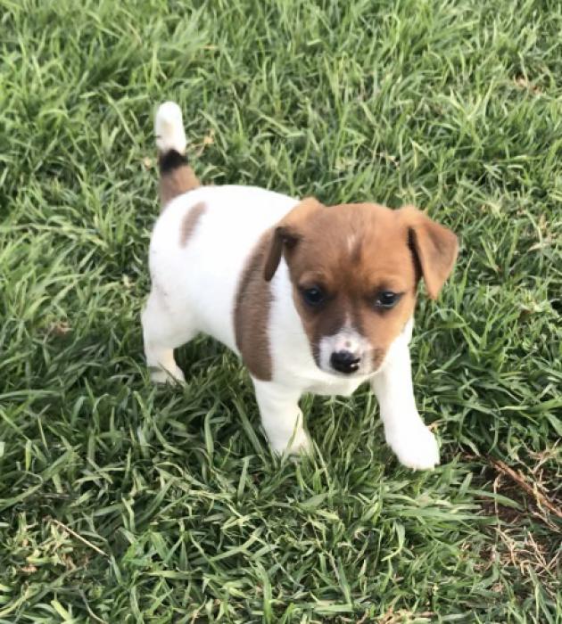Mini Foxy X Jack Russell female puppies $ 2200