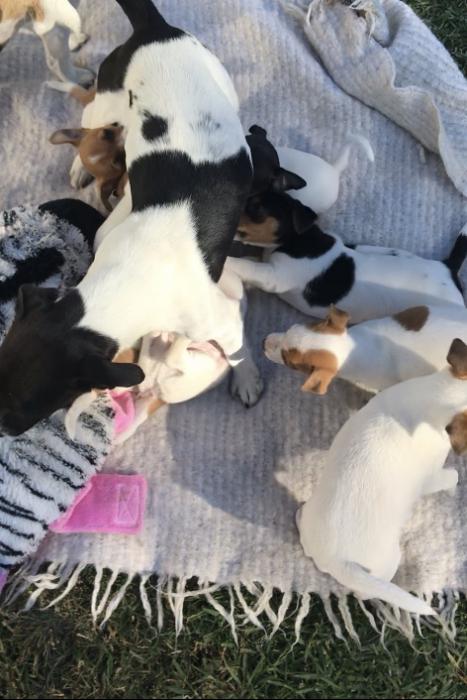 Mini Foxy X Jack Russell female puppies $ 2200