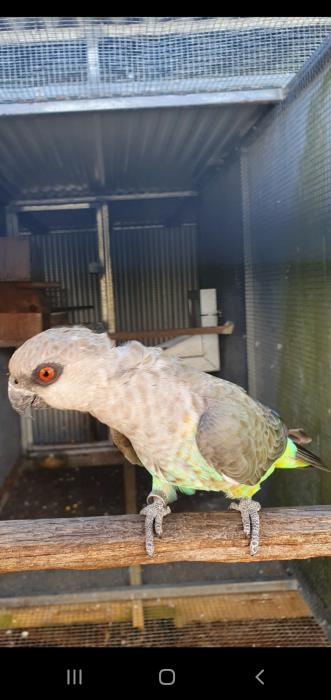 5 year old African red-beilled parrot  hen 