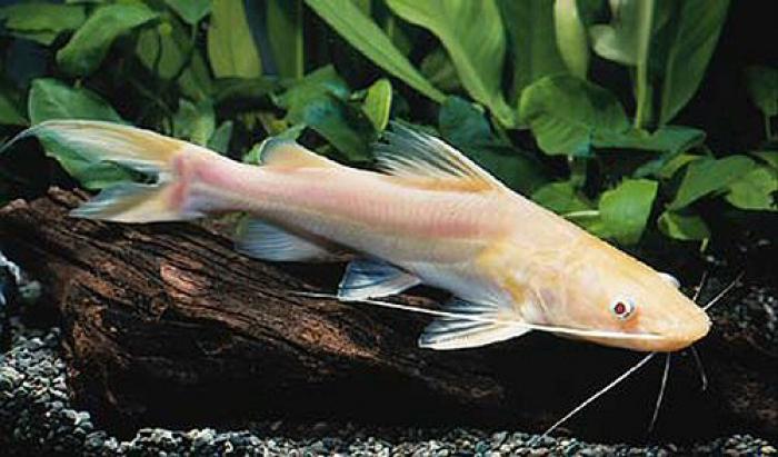 FS: ASIAN RED TAIL CATFISH 8 INCHES PERFECT FINS!