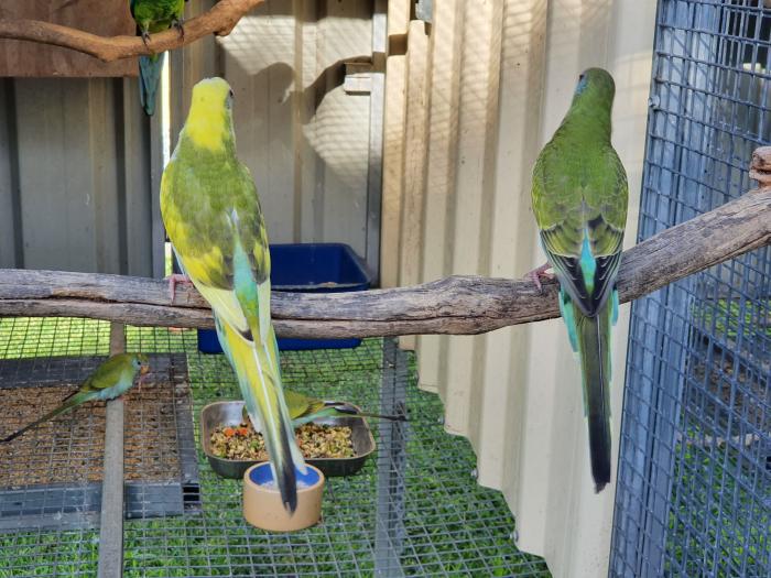 Hooded Parrots - Young pied, split pieds & poss Split Pied