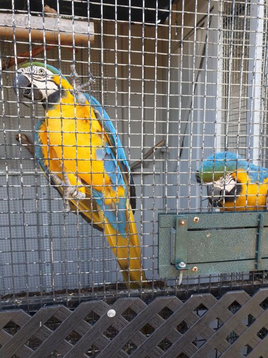 MATURE BONDED PAIR OF BLUE AND GOLD MACAWS