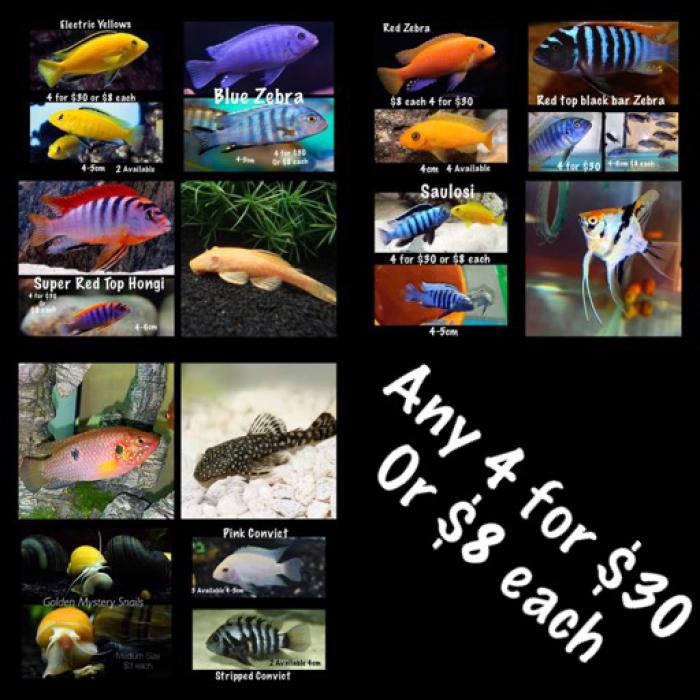 Any 4 larger fish for $30 or smaller 12 for $30 read ad
